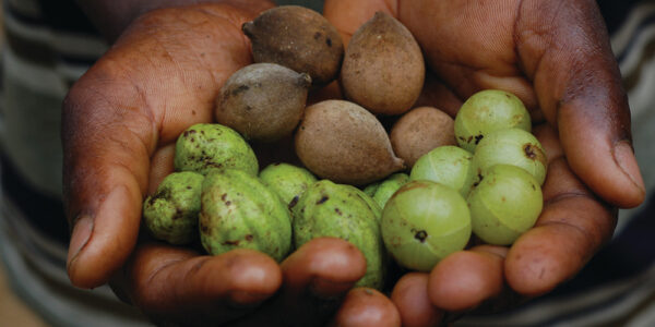 Triphala en poudre – Image 3